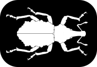 Documentation for Curculionidae on TaxonWorks